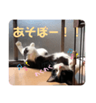 子猫わらびの日常すたんぷ（個別スタンプ：15）