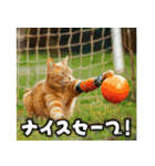 サッカー猫で伝えよう！！（個別スタンプ：24）