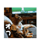 サッカー猫で伝えよう！！（個別スタンプ：30）