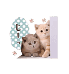 動く♡可愛い♡子猫いっぱいスタンプ（個別スタンプ：8）