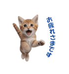 子猫のカワイイあいさつ（個別スタンプ：2）