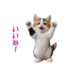 子猫のカワイイあいさつ（個別スタンプ：13）