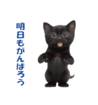 子猫のカワイイあいさつ（個別スタンプ：14）
