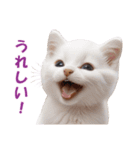 子猫のカワイイあいさつ（個別スタンプ：16）