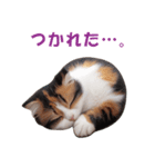 子猫のカワイイあいさつ（個別スタンプ：25）