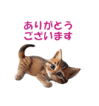子猫のカワイイあいさつ（個別スタンプ：31）