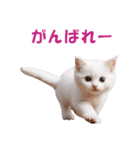 子猫のカワイイあいさつ（個別スタンプ：36）