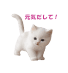 子猫のカワイイあいさつ（個別スタンプ：38）