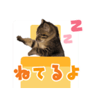 ゆずぽんず（2ヶ月）（個別スタンプ：18）