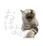 シャムトラミックスと日常会話4 -KAI-海（個別スタンプ：3）