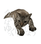 シャムトラミックスと日常会話4 -KAI-海（個別スタンプ：5）