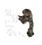 シャムトラミックスと日常会話4 -KAI-海（個別スタンプ：6）