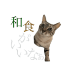 シャムトラミックスと日常会話4 -KAI-海（個別スタンプ：9）