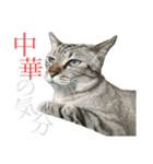 シャムトラミックスと日常会話4 -KAI-海（個別スタンプ：10）