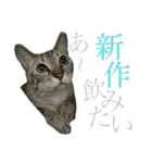 シャムトラミックスと日常会話4 -KAI-海（個別スタンプ：15）