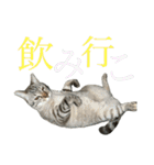 シャムトラミックスと日常会話4 -KAI-海（個別スタンプ：16）