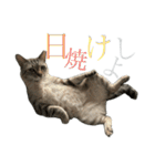 シャムトラミックスと日常会話4 -KAI-海（個別スタンプ：18）