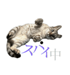 シャムトラミックスと日常会話4 -KAI-海（個別スタンプ：20）