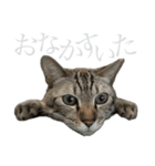 シャムトラミックスと日常会話4 -KAI-海（個別スタンプ：21）