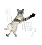 シャムトラミックスと日常会話4 -KAI-海（個別スタンプ：22）
