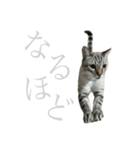 シャムトラミックスと日常会話4 -KAI-海（個別スタンプ：23）