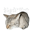 シャムトラミックスと日常会話4 -KAI-海（個別スタンプ：24）