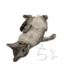 シャムトラミックスと日常会話4 -KAI-海（個別スタンプ：26）