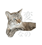 シャムトラミックスと日常会話4 -KAI-海（個別スタンプ：30）