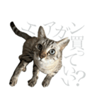 シャムトラミックスと日常会話4 -KAI-海（個別スタンプ：32）