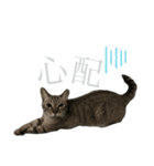 シャムトラミックスと日常会話4 -KAI-海（個別スタンプ：35）