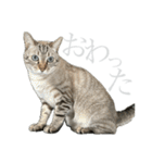 シャムトラミックスと日常会話4 -KAI-海（個別スタンプ：37）