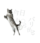 シャムトラミックスと日常会話4 -KAI-海（個別スタンプ：39）