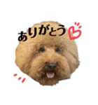 デカプーの使えるプードルスタンプ（個別スタンプ：3）