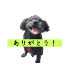 老犬かいぴー（個別スタンプ：20）