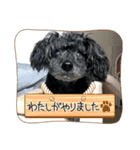 老犬かいぴー（個別スタンプ：29）