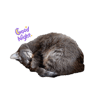 ビルス様（個別スタンプ：14）