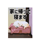 ボードゲーム好きな動物達（個別スタンプ：11）