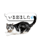 吹き出しとねこちゃん【実写】（個別スタンプ：16）