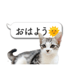 吹き出しとねこちゃん【実写】（個別スタンプ：24）