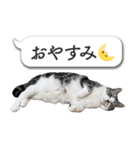 吹き出しとねこちゃん【実写】（個別スタンプ：25）