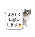 吹き出しとねこちゃん【実写】（個別スタンプ：26）