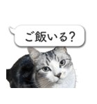 吹き出しとねこちゃん【実写】（個別スタンプ：27）