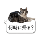 吹き出しとねこちゃん【実写】（個別スタンプ：29）