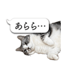 吹き出しとねこちゃん【実写】（個別スタンプ：33）