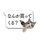 吹き出しとねこちゃん【実写】（個別スタンプ：34）