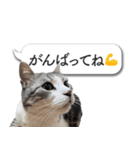 吹き出しとねこちゃん【実写】（個別スタンプ：36）