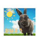 うさぎのぽぽちゃんの日常（個別スタンプ：1）