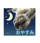 うさぎのぽぽちゃんの日常（個別スタンプ：2）