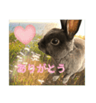 うさぎのぽぽちゃんの日常（個別スタンプ：3）