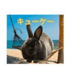 うさぎのぽぽちゃんの日常（個別スタンプ：5）